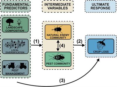 Arthropod arbiters: natural enemy communities mediate the effects of landscape and local-scale complexity on Lygus-induced crop loss in organic strawberries